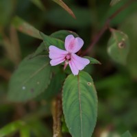 Impatiens leptopoda Arn.